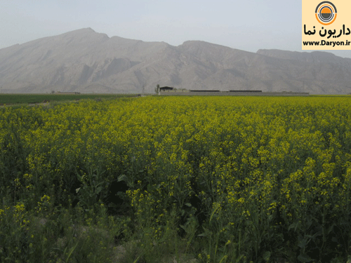 زیبایی مزارع کلزا و عظمت کوه گدوان